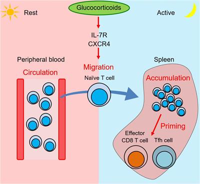 Glucocorticoids Regulate Circadian Rhythm of Innate and Adaptive Immunity